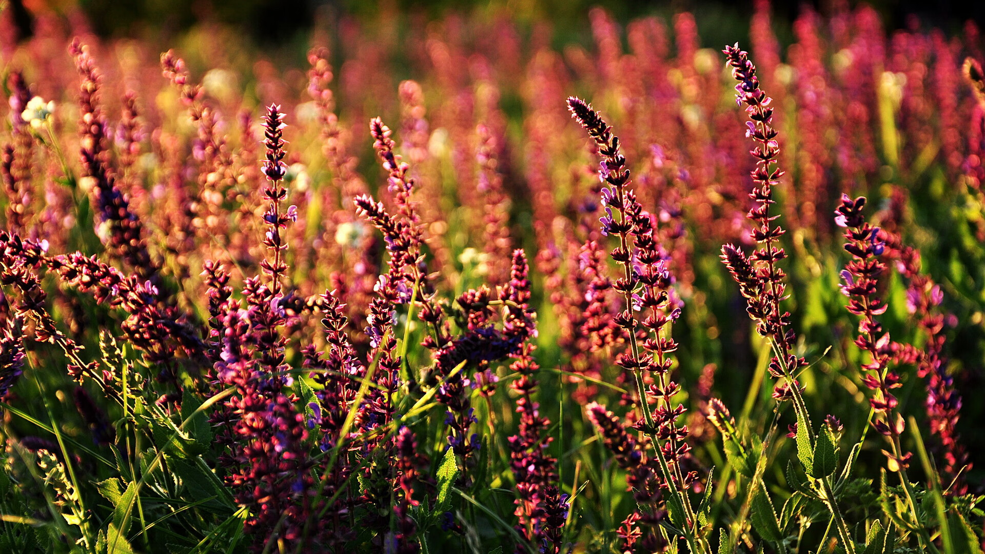 开云体育下载-生死战上演战术教科书！伊拉克窒息式防守锁死安哥拉，团队篮球的终极胜利