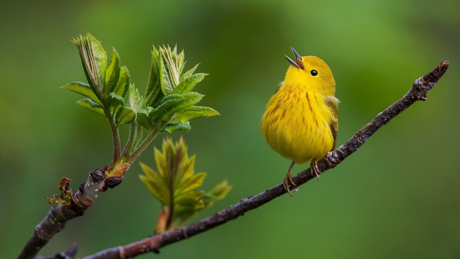 从维拉公园到诺坎普,贝林厄姆如何用一场非典型比赛完成成人礼